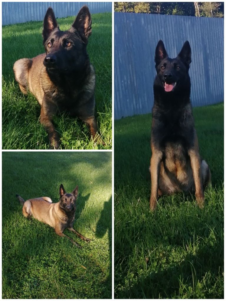 Texas du bois blancval